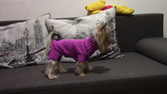 Фото. Первый свитер для собачки.  Автор работы - MarinaSS