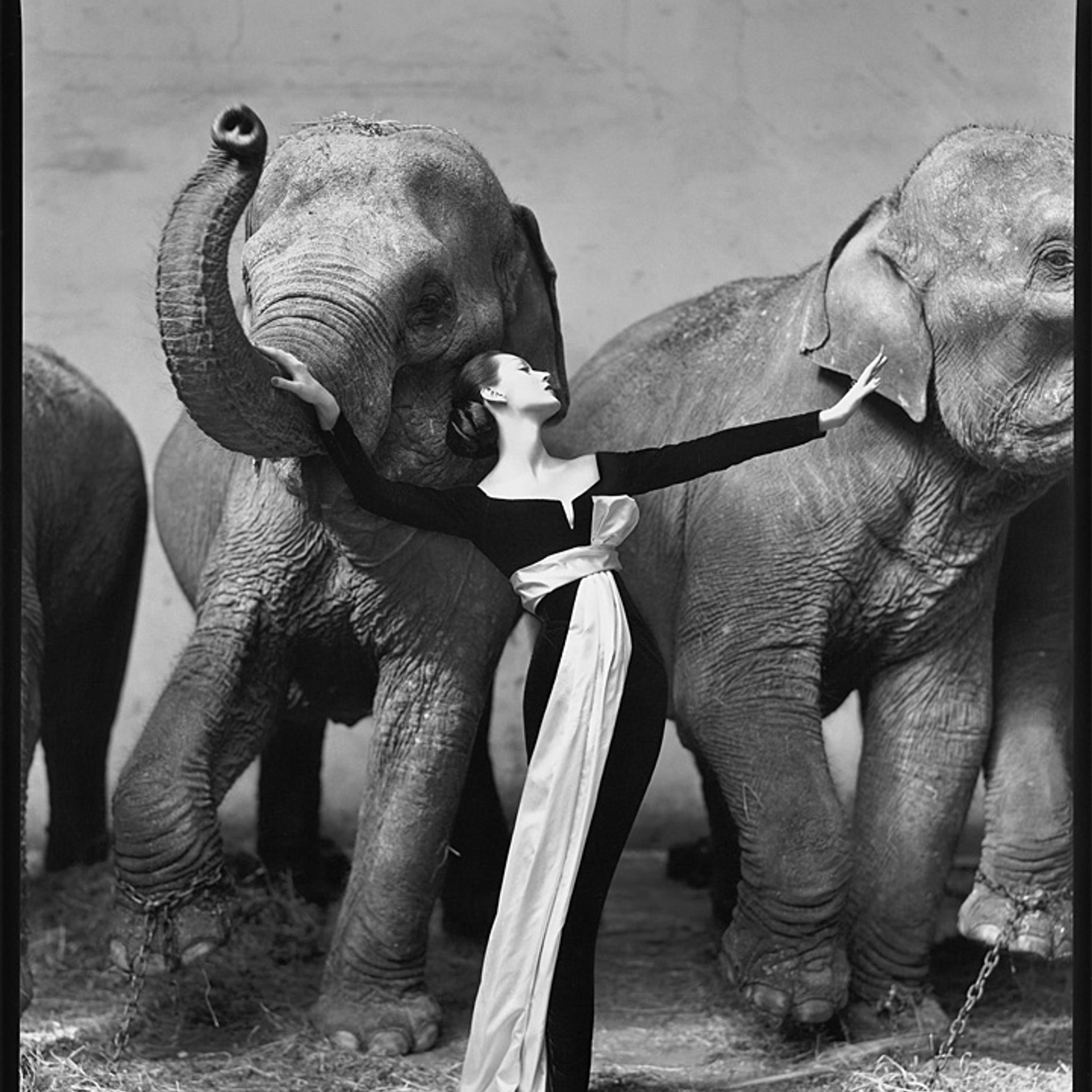 Фото 2. Модель Довима ван Клиф и слоны, 1955.