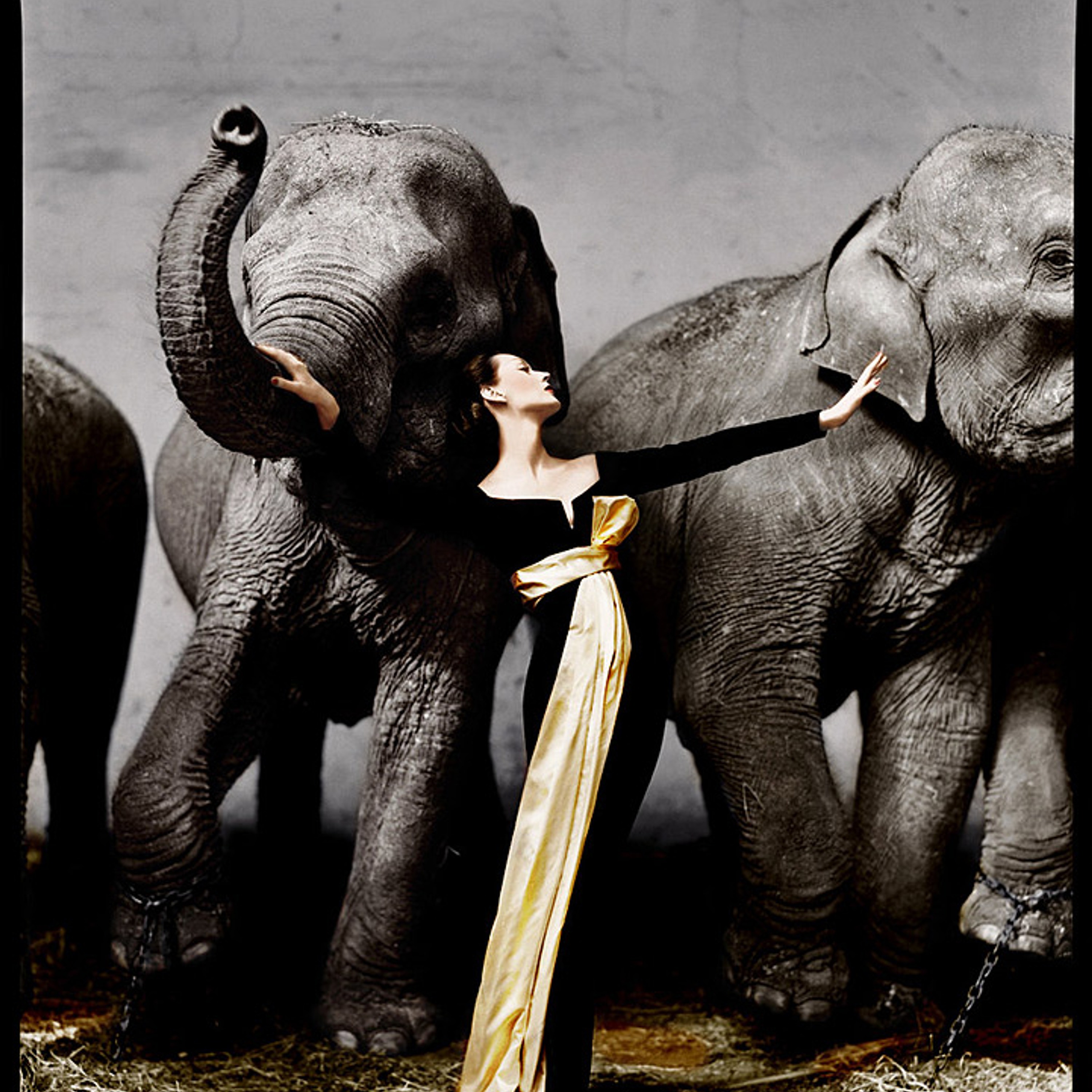 Фото 3. Модель Довима ван Клиф и слоны, 1955.